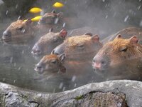 落ち着いている物静かな動物といったら何が浮かびますか ウサギ Yahoo 知恵袋