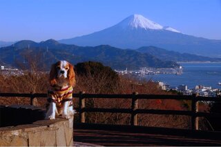 犬が自身の毛を食べました このまま放っておいて平気でしょうか 室 Yahoo 知恵袋