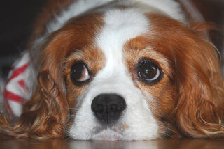 愛犬 キャバリア に指す目薬でスマイル40って大丈夫ですか スマイル4 Yahoo 知恵袋