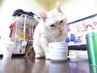 日本トリムの水素還元水は猫に日常的に与えても大丈夫なのでしょう Yahoo 知恵袋