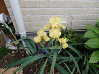 ジャーマンアイリスが今頃咲きました 去年は狂い咲きかと思いカットして家の中 Yahoo 知恵袋