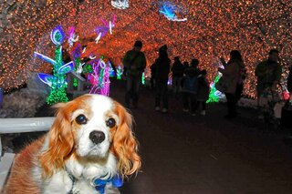 犬にポップコーンをあげても良いのですか 塩分の問題と 油が Yahoo 知恵袋