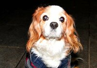 犬の白内障についてです 最近我が家の犬の目が微妙に青いような気がした Yahoo 知恵袋
