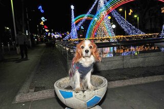 犬が人間用の胃薬 パンシロン を誤飲してしまいました 15歳以上 Yahoo 知恵袋