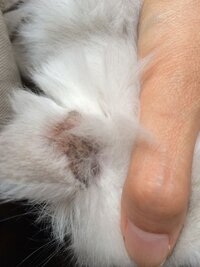 猫の耳について教えてください白の飼い猫がいるのですが その猫の耳に黒い斑点の Yahoo 知恵袋