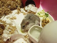 ハムスターが水飲みを噛んで壊してしまいます 水飲みを色々と試し Yahoo 知恵袋