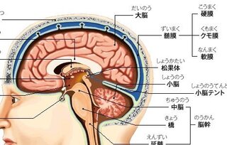 脳内出血について 人はどれくらいの強さで頭を打つと脳内出血をすること Yahoo 知恵袋