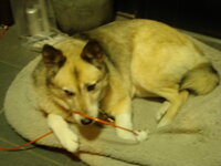 犬を褒めて育てる君は体罰派 褒める派 子犬の時で とっさに静止しよう Yahoo 知恵袋