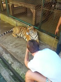 トラやライオンの赤ちゃんは生後何ヶ月まで抱っこできるようなもの Yahoo 知恵袋