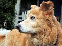 シベリアンハスキーとゴールデンレトリバーのミックス犬の成犬の画像を載せてくだ Yahoo 知恵袋