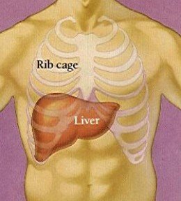 レバーブローってどのへんを打てばいんですか 画像で見れ Yahoo 知恵袋