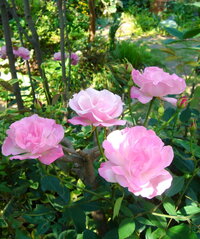 日陰に強い薔薇を教えて下さい 隣家に接している南向きの庭に植 Yahoo 知恵袋