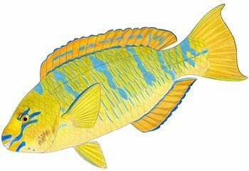 最新 リトルマーメイド 魚 6610 リトルマーメイド 魚たち