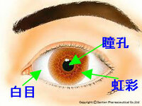 好きな人を見ると瞳孔が開くとよく言われますがあれは眼やその機能にどのよう Yahoo 知恵袋