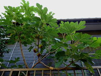 甘いイチジクを畑で作りたいのですが肥料は何がいいですか 化学肥料は使いたく Yahoo 知恵袋