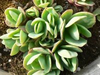 弁慶草 の育て方を教えて下さい ９月の終わり頃に弁慶草の鉢植えを貰 Yahoo 知恵袋