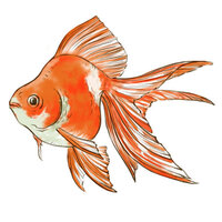 金魚の絵をペン画で描いています その時に 悩んでしまう事があ Yahoo 知恵袋