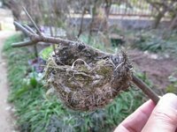 庭にメジロが毎朝来てミカンのくずをたべます メジロは夜はどの様なと Yahoo 知恵袋