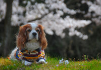 高齢犬を手術するのに全身麻酔を使うと 寿命が縮むと聞いたのですが本 Yahoo 知恵袋