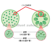 維管束が並んでいる植物はなんですか また 維管束が散らばっている植物はなんで Yahoo 知恵袋