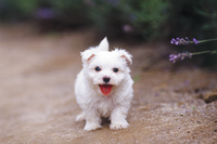 私は6年生です三学期にやる５０問テストのもんあだいがしりたいので写真など載 Yahoo 知恵袋