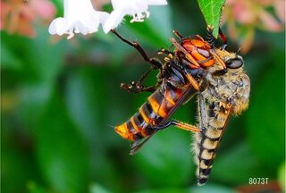 スズメバチと喧嘩する虫はいますか シオヤアブ ムシヒキアブ はしばし Yahoo 知恵袋