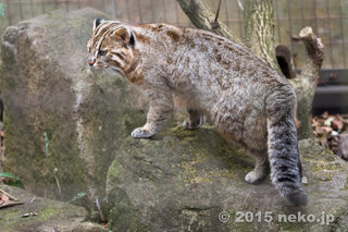 ツシマヤマネコかイリオモテヤマネコの生きた実物を見たいのですが日本の動物園や飼 Yahoo 知恵袋