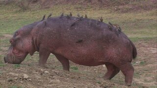 川の中にいるカバの背中を緑色 の鳥が一生懸命つついてる映像を Yahoo 知恵袋