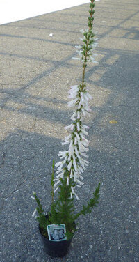 この花の名前をおしえてください カエルの卵みたいに見える花です ツツジ科 Yahoo 知恵袋