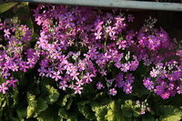 西洋サクラソウ プリムラマラコイデスを鉢で頂いて育てます 育 Yahoo 知恵袋