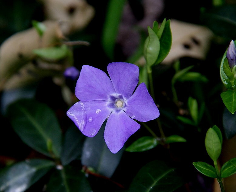 ツルニチニチソウを植えるか悩んでいます 真南にある１日中日が当た Yahoo 知恵袋