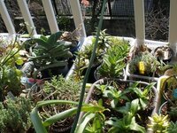 鳥による食害について ２月くらいから ベランダにある多肉植物があちこち Yahoo 知恵袋