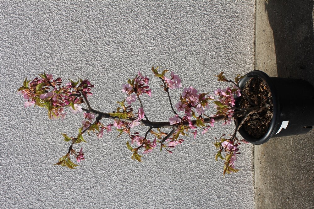 河津桜について教えてください 二年前に高1m位の河津桜を Yahoo 知恵袋