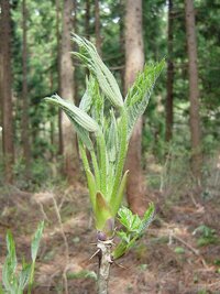 タラノメと同じような味の山菜はありますか コシアブラだね 親戚みたい Yahoo 知恵袋