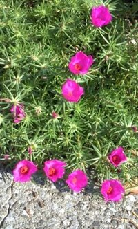 植物にくわしい方から お教え願いたく存じます マツバボタンに似 Yahoo 知恵袋