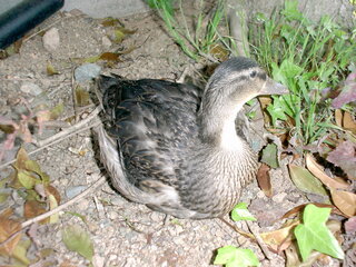 ナメクジを食べる身近な野鳥っていますか カタツムリならカ Yahoo 知恵袋