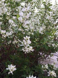 庭木の利休梅には害虫がつきますか ウチの庭のリキュウバイ 写真 Yahoo 知恵袋