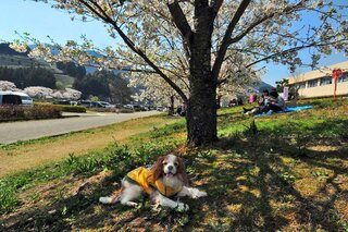 犬に毎日リンゴ一個を八等分したものをあげていいのでしょうか 少しなら良いと Yahoo 知恵袋