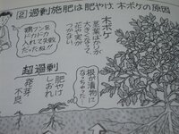 バーク堆肥について家庭菜園で土質を少しでも良くするためにバーク堆肥を入れた Yahoo 知恵袋