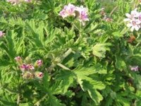 ハーブのゼラニウムと言うのはセンテッドゼラニウムのみを指すのでし Yahoo 知恵袋