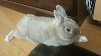 飼っているうさぎが急に懐かなくなりました 前までは抱っこもさせてくれ Yahoo 知恵袋