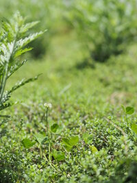 コモンタイムとローズマリーを５ｍｘ０ ９ｍの花壇に地植えしています 植 Yahoo 知恵袋