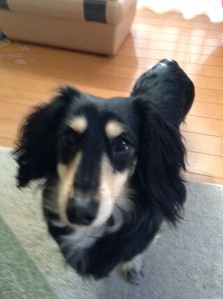 うちで飼っている犬なのですが 雑種です シェパードは多分確定だと思うので Yahoo 知恵袋