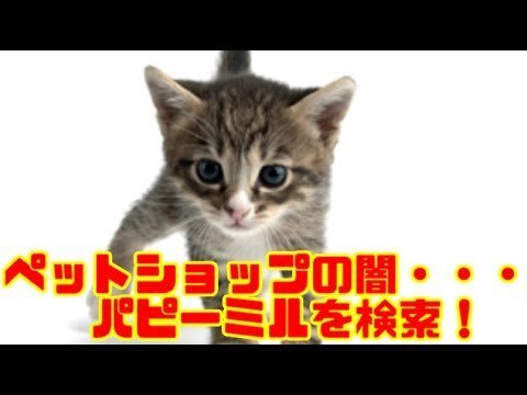 犬や猫をペットショップで買うのは そんなにダメですか 多々 反対のご Yahoo 知恵袋