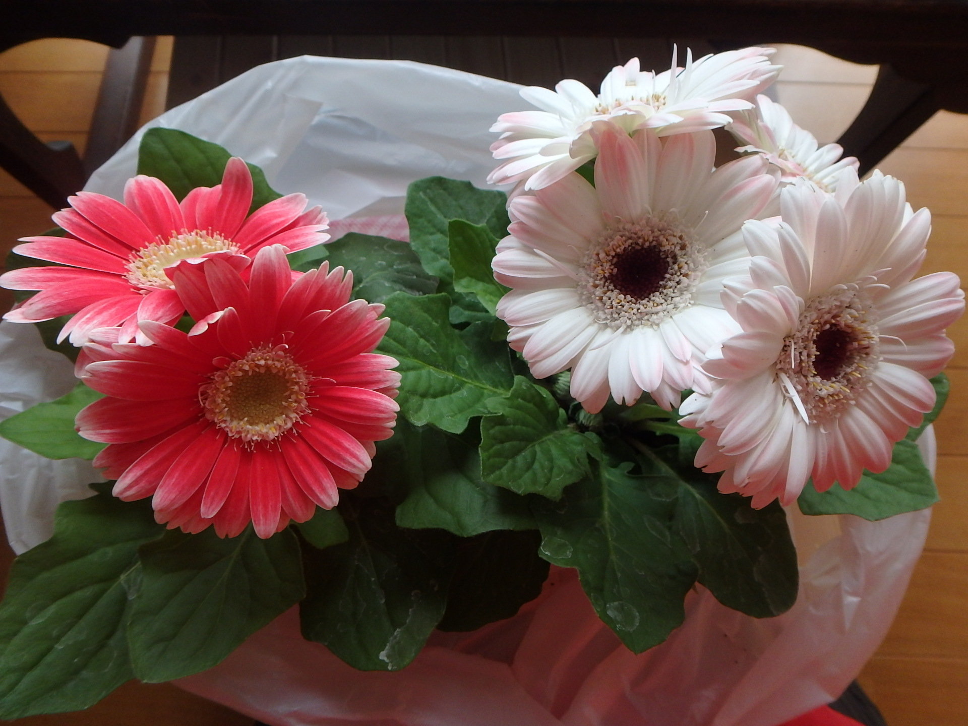 コレクション ガーベラ 鉢植え ぐったり 誕生 日 ライン 友達