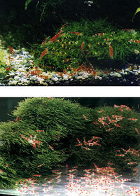 シュリンプ水槽への足し水方法と水換え頻度の質問です 以前はビー Yahoo 知恵袋