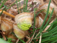 ゼンマイってどんな味ですか ワラビは食べたことがありますが それと比べてど Yahoo 知恵袋