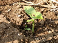 野菜の水やり苗の店の説明では夏野菜の苗の水やりは３日に１回と聞きました Yahoo 知恵袋