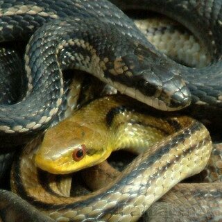 黄色と黒のヘビについて 今日自転車を漕いでるとヘビに遭遇しました Yahoo 知恵袋