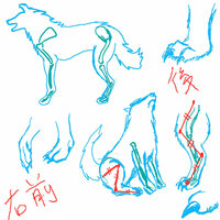 狼の脚の描き方を教えてください サイトでも大丈夫ですよろしくお願い Yahoo 知恵袋